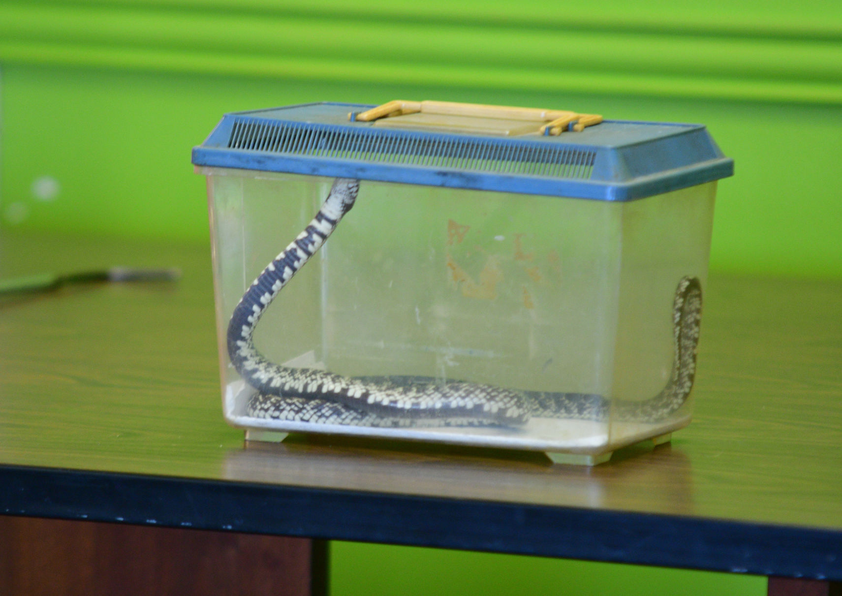 Snake Day at Clara B. Mounce Public Library